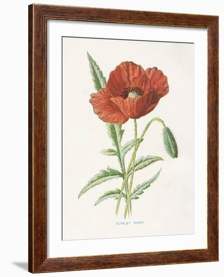 Scarlet Poppy-Gwendolyn Babbitt-Framed Art Print