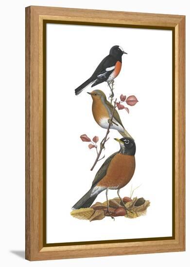 Scarlet Robin, European Robin, American Robin-Encyclopaedia Britannica-Framed Stretched Canvas