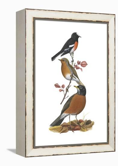 Scarlet Robin, European Robin, American Robin-Encyclopaedia Britannica-Framed Stretched Canvas