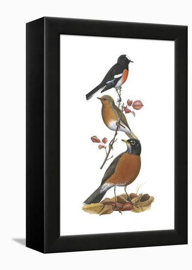 Scarlet Robin, European Robin, American Robin-Encyclopaedia Britannica-Framed Stretched Canvas