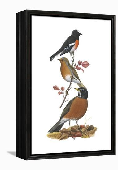 Scarlet Robin, European Robin, American Robin-Encyclopaedia Britannica-Framed Stretched Canvas