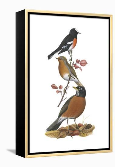 Scarlet Robin, European Robin, American Robin-Encyclopaedia Britannica-Framed Stretched Canvas