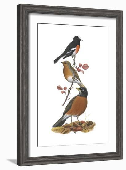 Scarlet Robin, European Robin, American Robin-Encyclopaedia Britannica-Framed Art Print