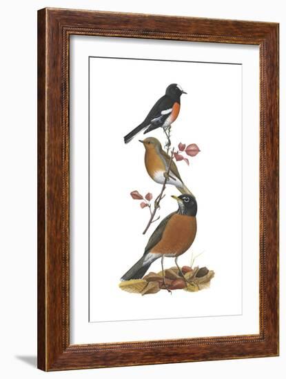 Scarlet Robin, European Robin, American Robin-Encyclopaedia Britannica-Framed Art Print