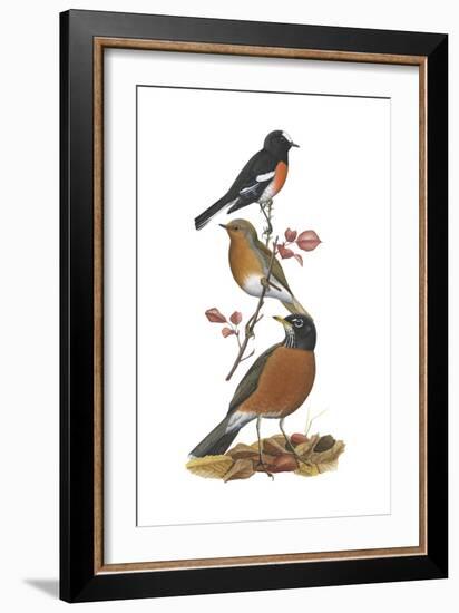 Scarlet Robin, European Robin, American Robin-Encyclopaedia Britannica-Framed Art Print