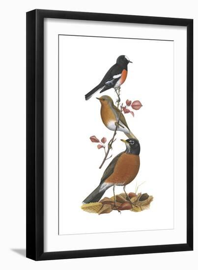 Scarlet Robin, European Robin, American Robin-Encyclopaedia Britannica-Framed Art Print