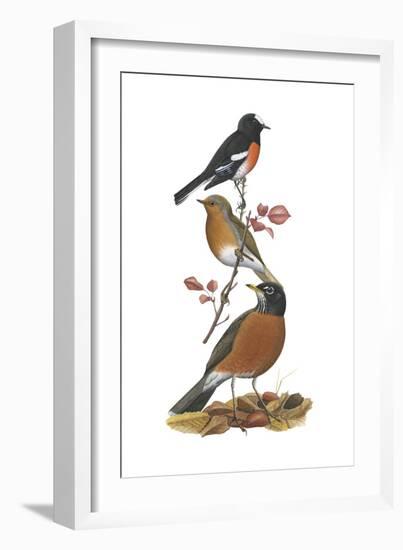 Scarlet Robin, European Robin, American Robin-Encyclopaedia Britannica-Framed Art Print