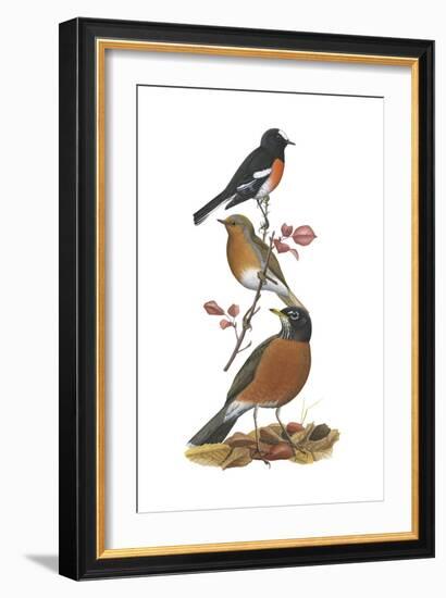 Scarlet Robin, European Robin, American Robin-Encyclopaedia Britannica-Framed Art Print