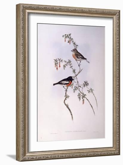 Scarlet Robin (Petroica Multicolour)-John Gould-Framed Giclee Print