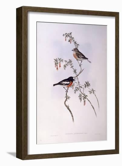 Scarlet Robin (Petroica Multicolour)-John Gould-Framed Giclee Print