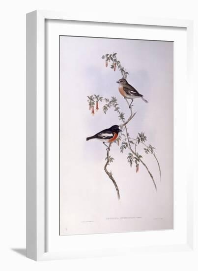 Scarlet Robin (Petroica Multicolour)-John Gould-Framed Giclee Print