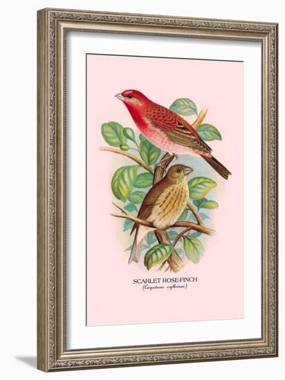 Scarlet Rose-Finch-Arthur G. Butler-Framed Art Print