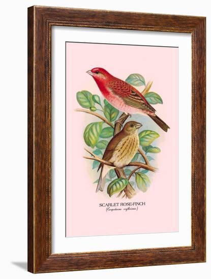 Scarlet Rose-Finch-Arthur G. Butler-Framed Art Print