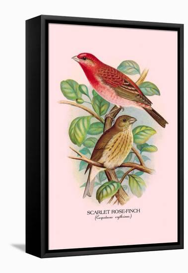 Scarlet Rose-Finch-Arthur G. Butler-Framed Stretched Canvas