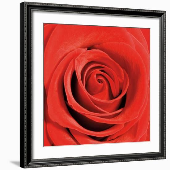 Scarlet Rose-Joseph Eta-Framed Art Print