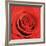 Scarlet Rose-Joseph Eta-Framed Art Print