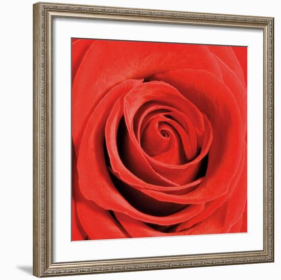 Scarlet Rose-Joseph Eta-Framed Art Print