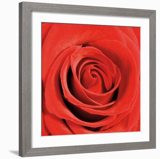 Scarlet Rose-Joseph Eta-Framed Art Print