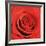 Scarlet Rose-Joseph Eta-Framed Art Print