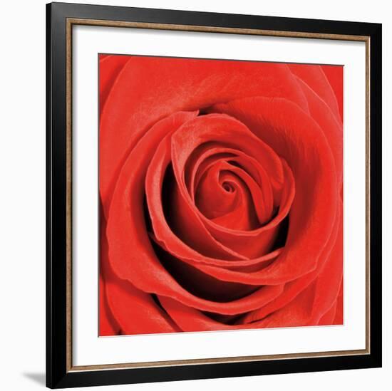 Scarlet Rose-Joseph Eta-Framed Art Print