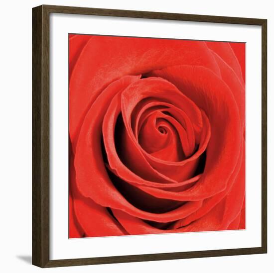 Scarlet Rose-Joseph Eta-Framed Art Print