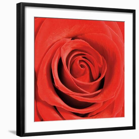 Scarlet Rose-Joseph Eta-Framed Art Print