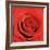 Scarlet Rose-Joseph Eta-Framed Art Print