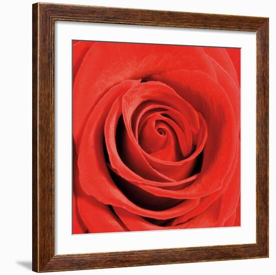 Scarlet Rose-Joseph Eta-Framed Art Print