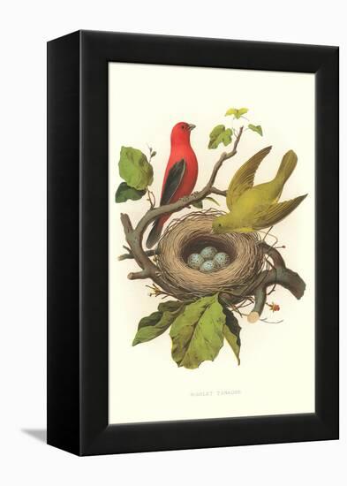 Scarlet Tanager Nest and Eggs-null-Framed Stretched Canvas