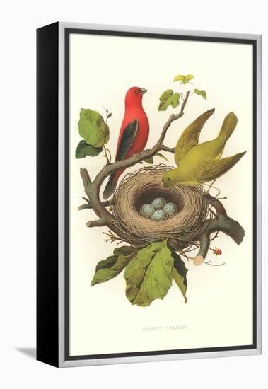 Scarlet Tanager Nest and Eggs-null-Framed Stretched Canvas