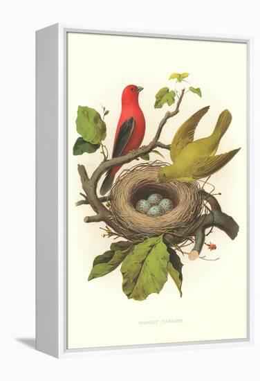 Scarlet Tanager Nest and Eggs-null-Framed Stretched Canvas