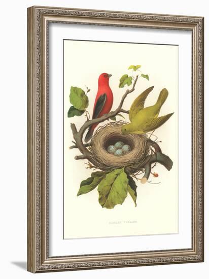 Scarlet Tanager Nest and Eggs-null-Framed Art Print