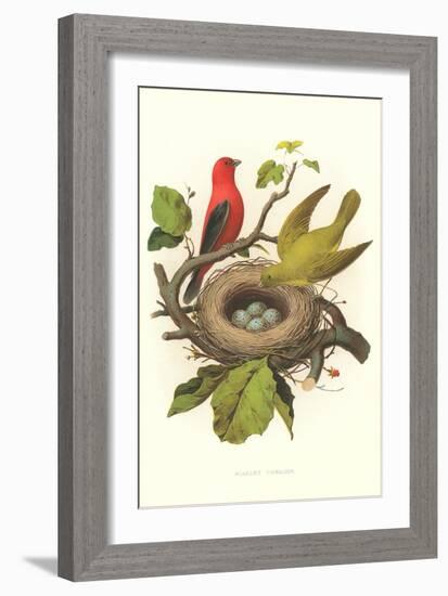 Scarlet Tanager Nest and Eggs-null-Framed Art Print