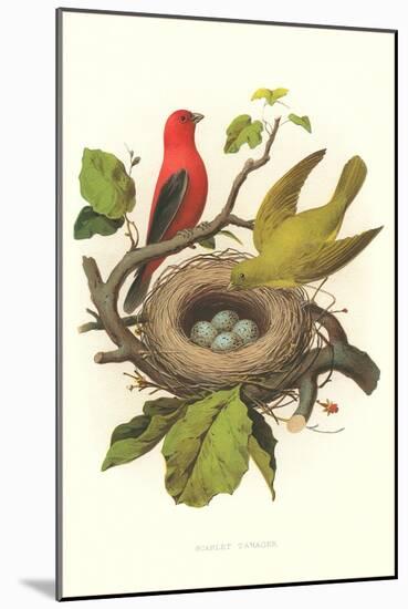 Scarlet Tanager Nest and Eggs-null-Mounted Art Print