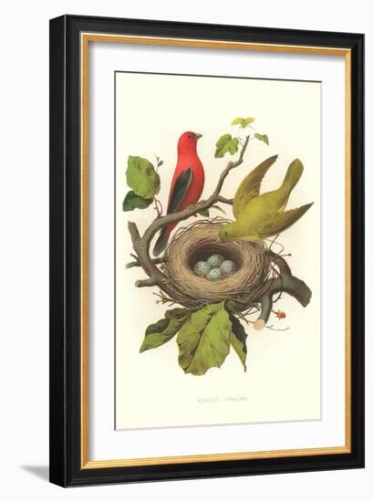 Scarlet Tanager Nest and Eggs-null-Framed Art Print