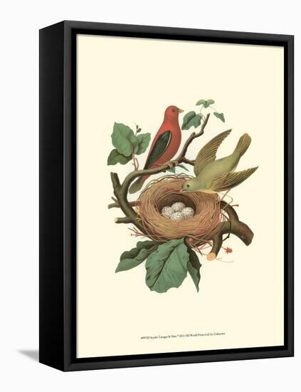 Scarlet Tanager & Nest-null-Framed Stretched Canvas
