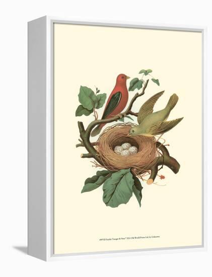 Scarlet Tanager & Nest-null-Framed Stretched Canvas