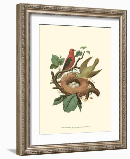 Scarlet Tanager & Nest-null-Framed Art Print