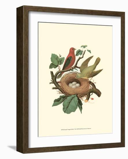 Scarlet Tanager & Nest-null-Framed Art Print