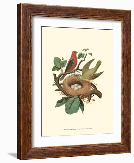 Scarlet Tanager & Nest-null-Framed Art Print