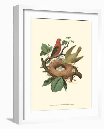 Scarlet Tanager & Nest-null-Framed Art Print