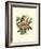 Scarlet Tanager & Nest-null-Framed Art Print