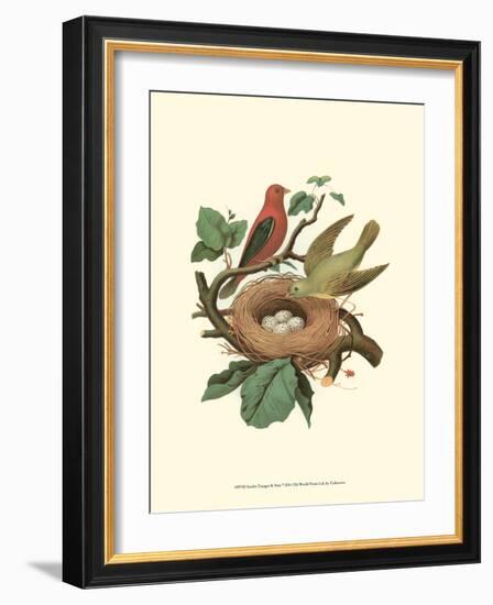 Scarlet Tanager & Nest-null-Framed Art Print