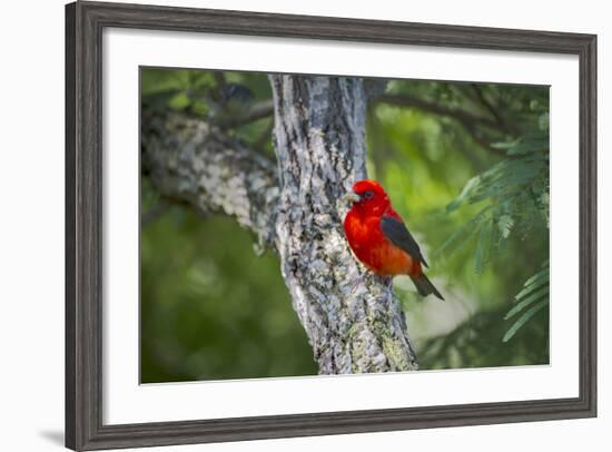 Scarlet Tanager (Piranga Ludoviciana) Male Perched-Larry Ditto-Framed Photographic Print