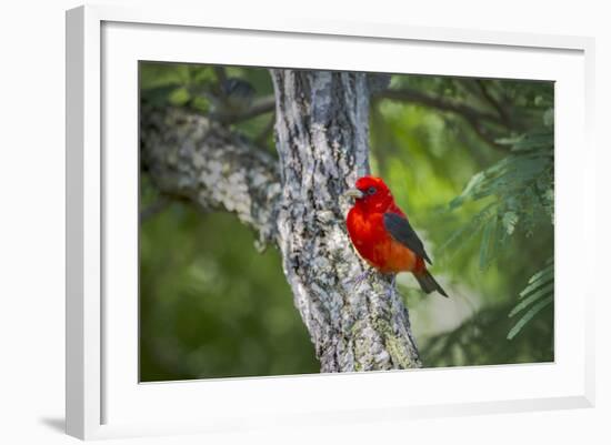 Scarlet Tanager (Piranga Ludoviciana) Male Perched-Larry Ditto-Framed Photographic Print