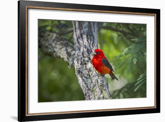 Scarlet Tanager (Piranga Ludoviciana) Male Perched-Larry Ditto-Framed Photographic Print
