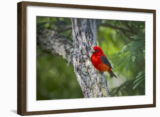 Scarlet Tanager (Piranga Ludoviciana) Male Perched-Larry Ditto-Framed Photographic Print