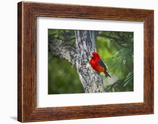 Scarlet Tanager (Piranga Ludoviciana) Male Perched-Larry Ditto-Framed Photographic Print