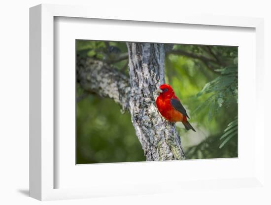 Scarlet Tanager (Piranga Ludoviciana) Male Perched-Larry Ditto-Framed Photographic Print