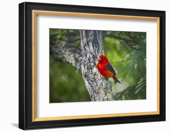 Scarlet Tanager (Piranga Ludoviciana) Male Perched-Larry Ditto-Framed Photographic Print